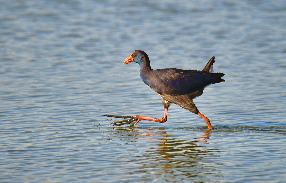 Camão Western Swamphen big foot 52265850692