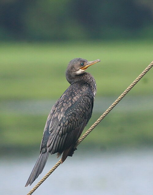 Indian cormorant or Indian shag Phalacrocorax fuscicollis image