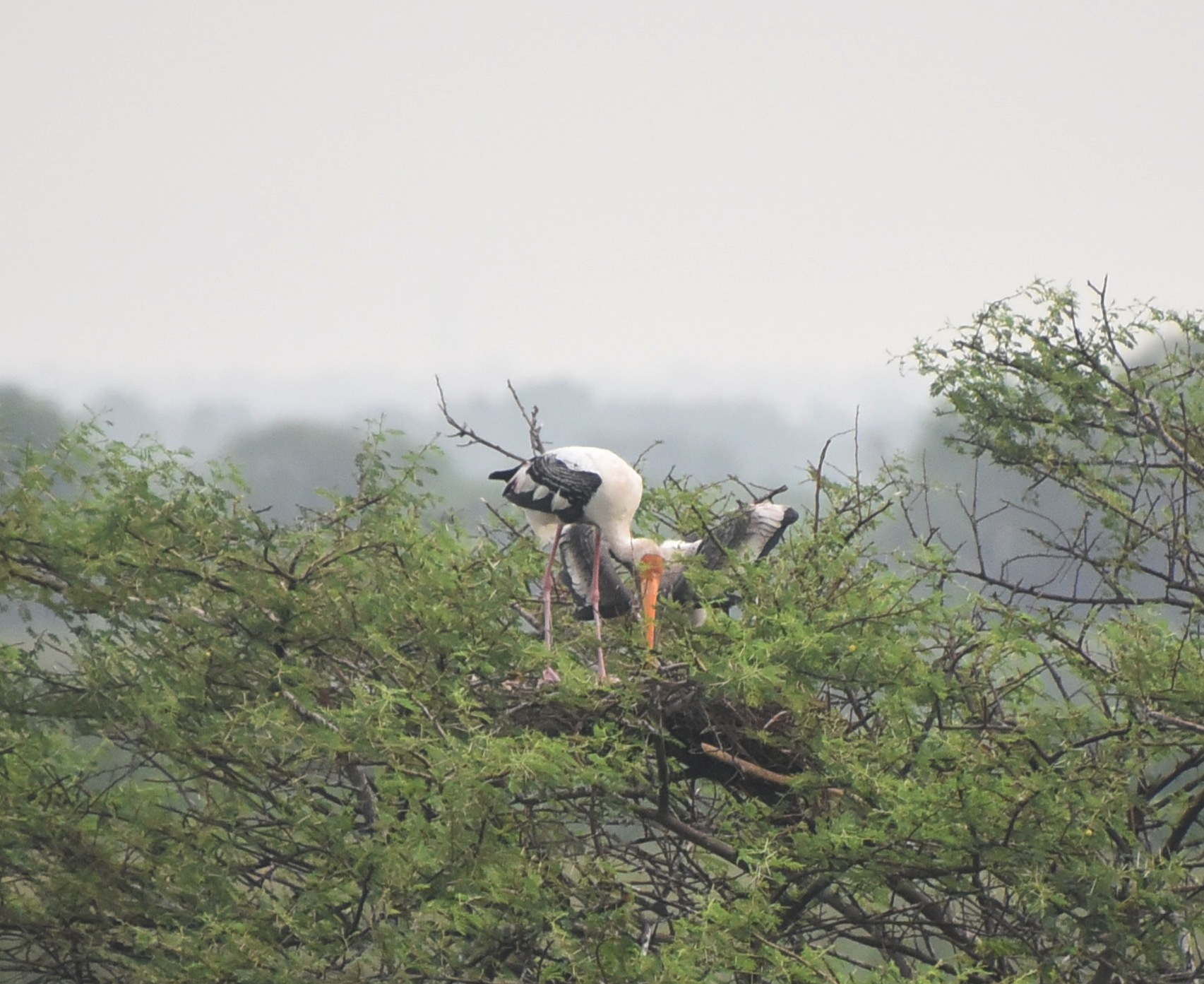 Picsart_25-05-18_11-10-50-044